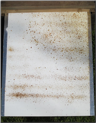 varroa screen inspection
